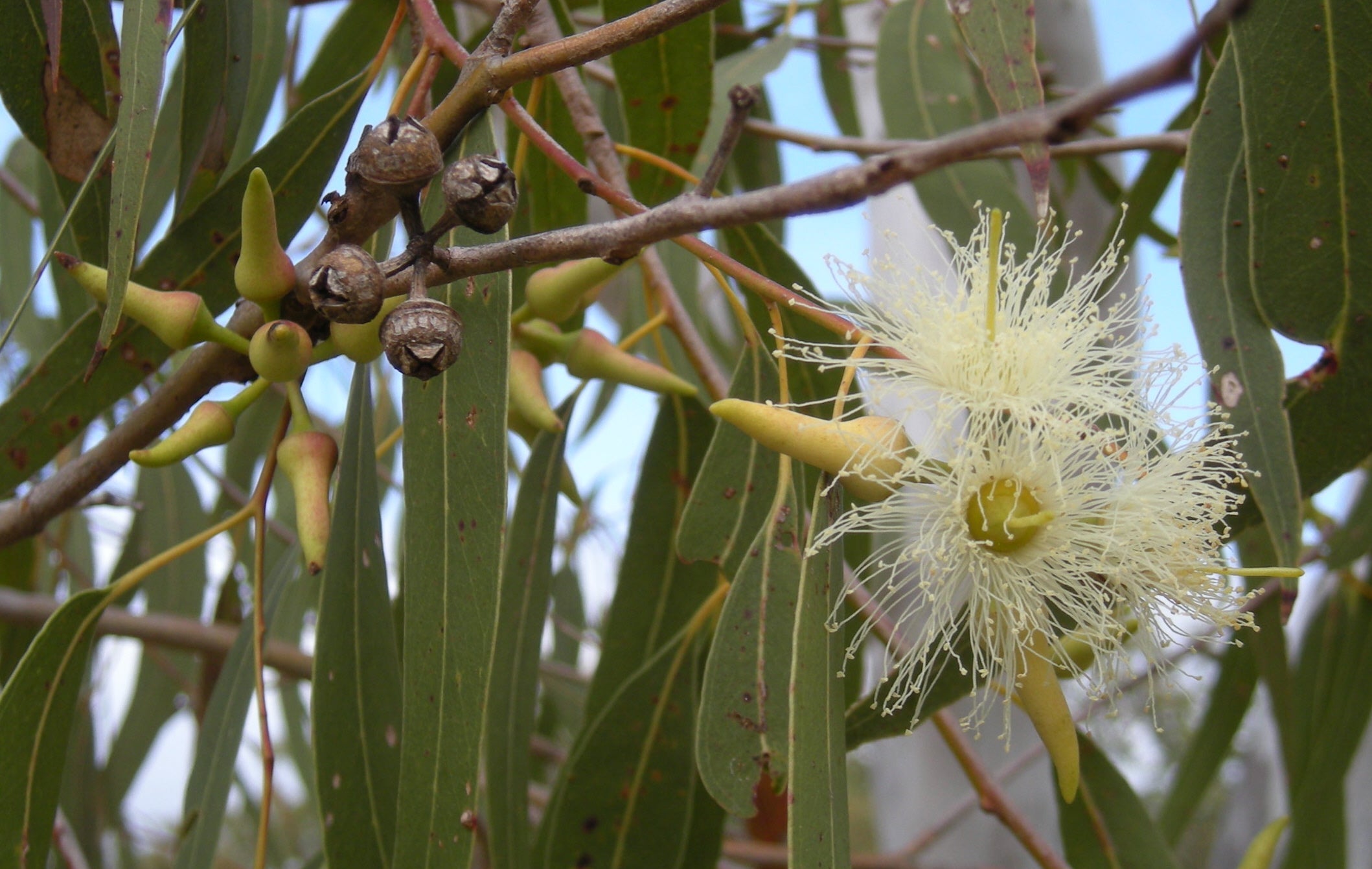 Bio Glitter made from eucalyptus trees 