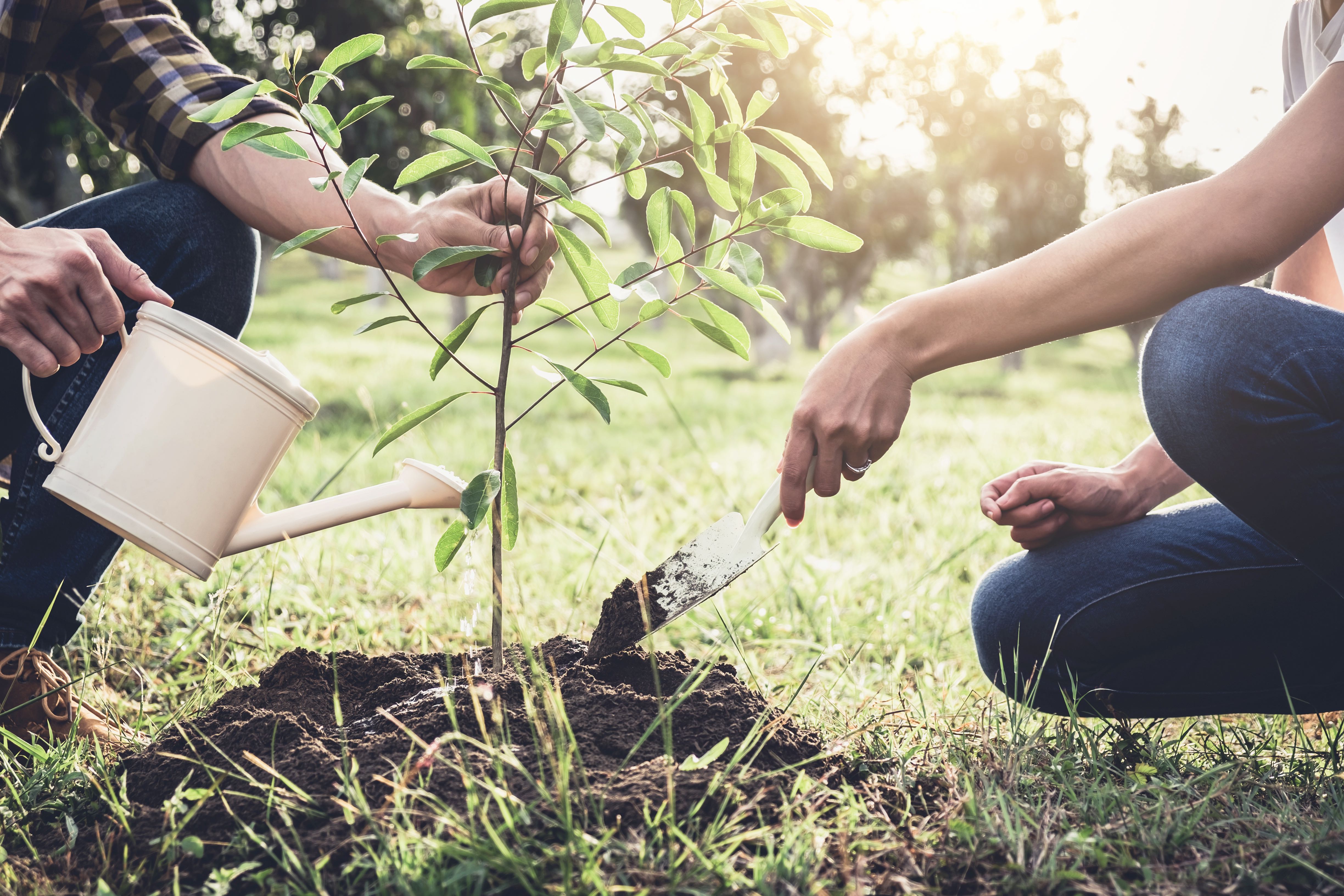 Let's plant more trees
