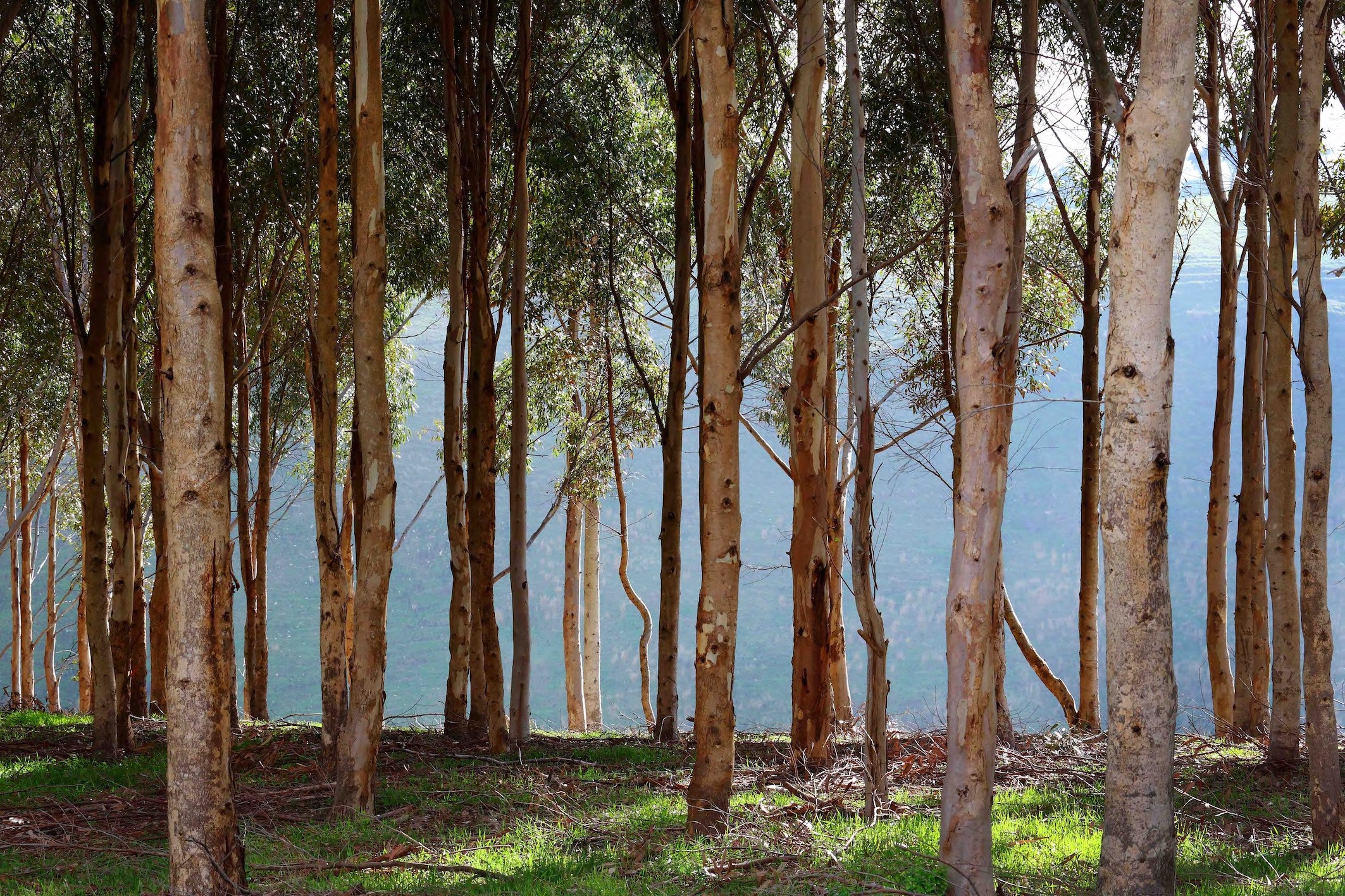 gum trees eucalyptus cellulose